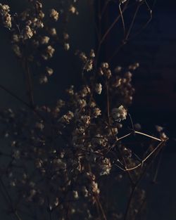 Low angle view of flowers on tree