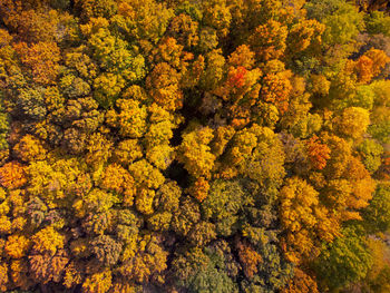 High angle view of yellow flowering plants in forest