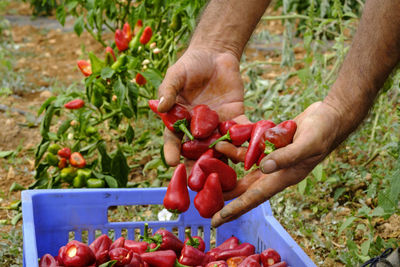 Midsection of man holding red chili peppers in container