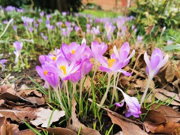 Close-up of purple crocus flowers on field