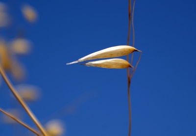 Close-up of flower against clear blue sky