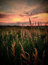 Scenic view of field against sky at sunset