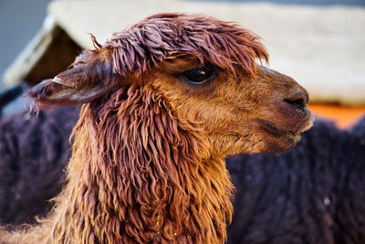 A profile close-up of a lama in a wool farm in arequipa, peru