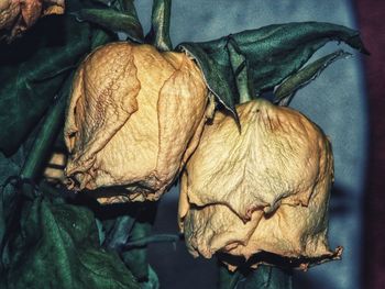 Close-up of dry roses