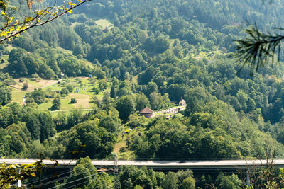 High angle view of trees and plants growing on land