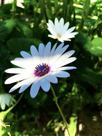 Close-up of white daisy