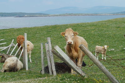 View of sheep on field by sea against sky