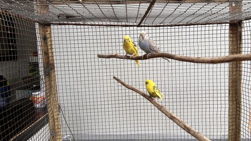 Low angle view of bird in cage