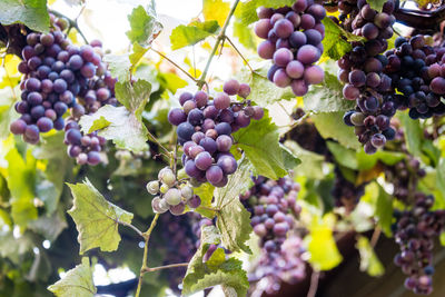 Close-up of grapes growing in vineyard