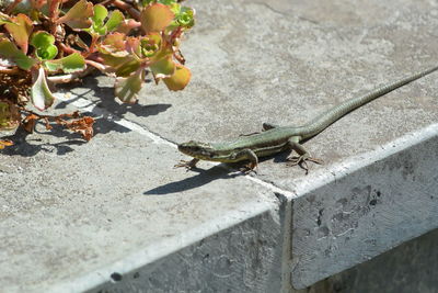 Close-up of a lizard on the ground