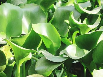 Full frame shot of plants