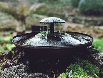 Close-up of mushroom on rock