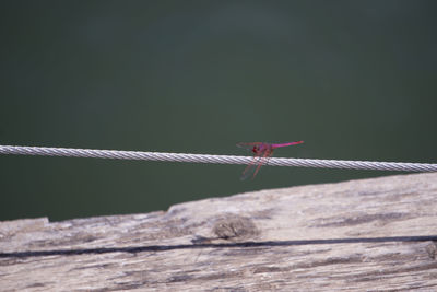 Close-up of insect on wooden fence