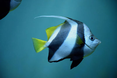 Fish swimming in aquarium