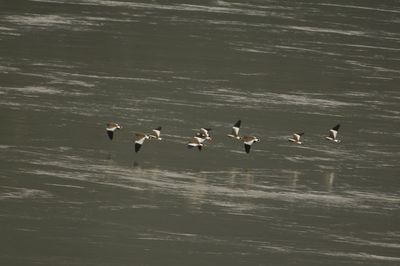 Birds swimming in lake