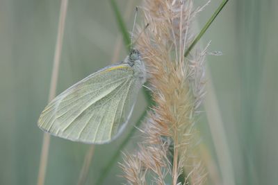 Close-up of insect on plant