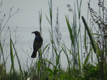 Bird perching on a field