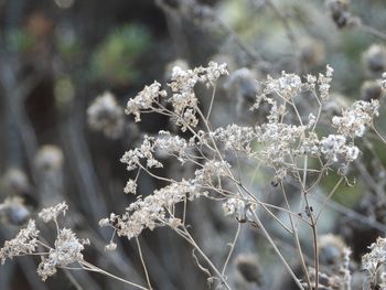 Close-up of frozen plant