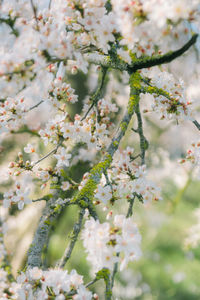 Close-up of cherry blossom