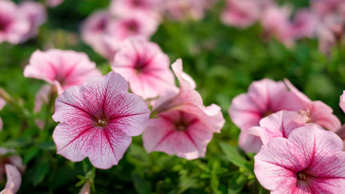 Close-up of pink flowering plants in park