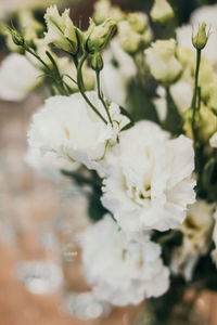 Close-up of white rose flower