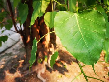 leaf