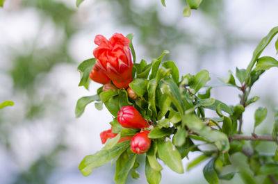 Close-up of red flower growing on tree