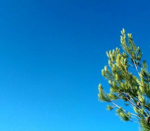 Low angle view of tree against clear blue sky