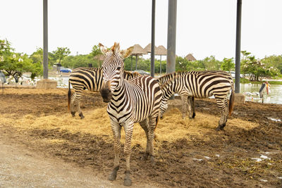 Zebra standing in a field