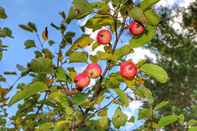 Low angle view of fruits on tree