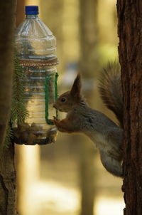 Close-up of bird feeder