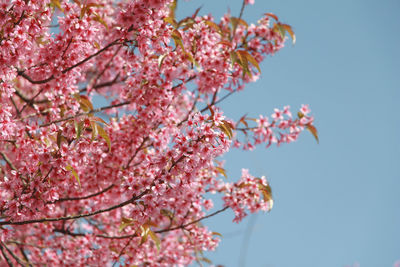 Low angle view of pink cherry blossoms against sky