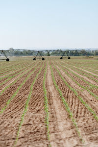 Scenic view of agricultural field against clear sky