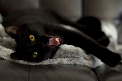 Close-up of cat resting on bed