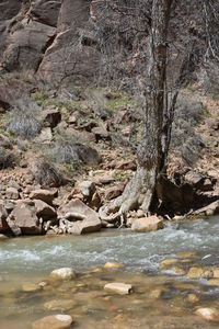 Scenic view of river by trees