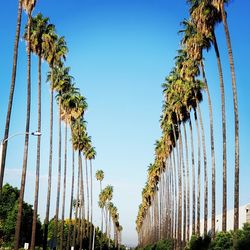 Low angle view of palm trees against sky