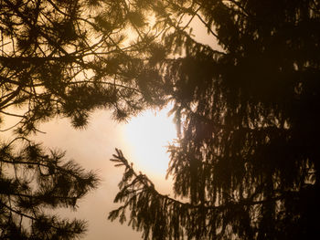 Sun shining through trees