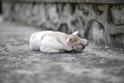 Close-up of cat lying on road