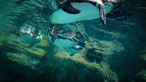 High angle view of fish in water