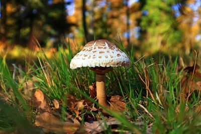 Close-up of mushroom on field