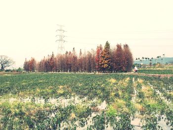 Scenic view of flower field against sky