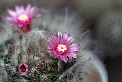 Close-up of pink flower