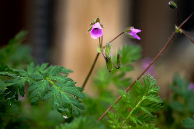 Close-up of purple flowers