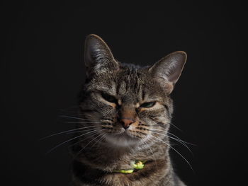 Close-up portrait of a cat over black background