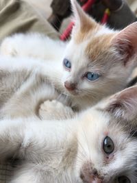 Close-up portrait of a cat