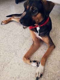 High angle view of dog sitting on floor