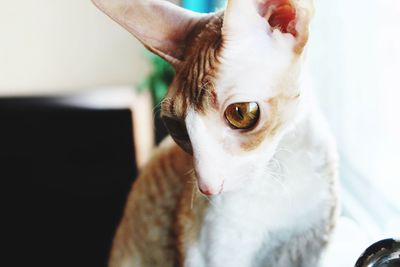 Close-up of cornish rex looking down at home