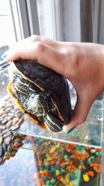 Close-up of hand holding fish