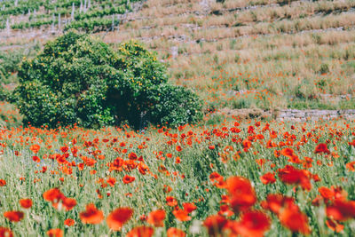 Red poppy flowers growing on field