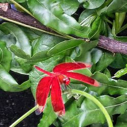 Close-up of red flowers